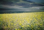 PICTURES/Death Valley - Wildflowers/t_Death Valley - Desert Gold.JPG